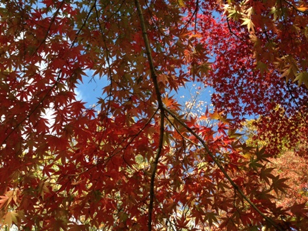 紅葉20131113-01.JPG