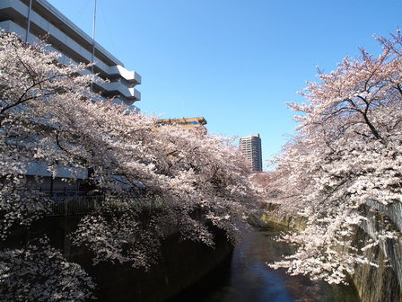 神田川桜.jpg