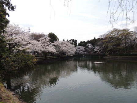 2014-kanuma-sakura-001.JPG