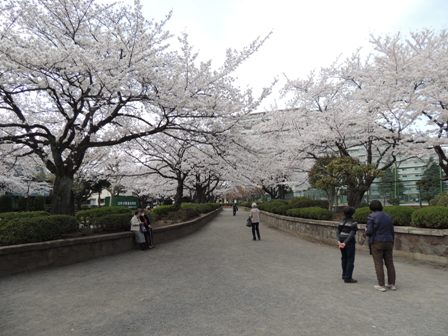 2014-kanuma-sakura-002.JPG