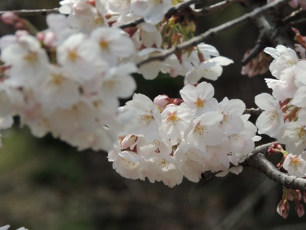 2014-kanuma-sakura-003.JPG