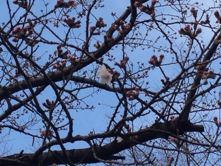 20140326鹿沼公園-003.JPG