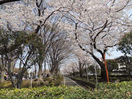 20140402sakura01.JPG