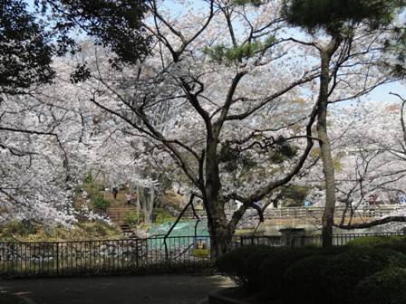 20140402sakura03.JPG