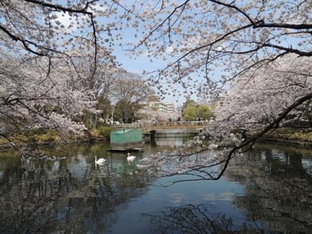 20140402sakura04.JPG