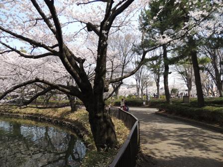 20140402sakura05.JPG