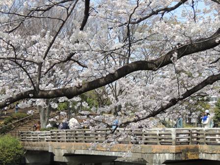 20140402sakura06.JPG