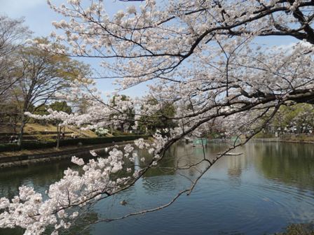 20140402sakura07.JPG