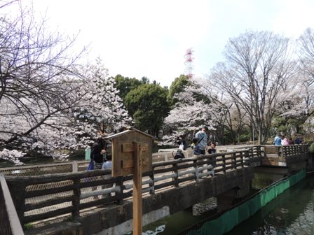 20140402sakura08.JPG