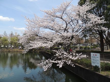 20140402sakura09.JPG