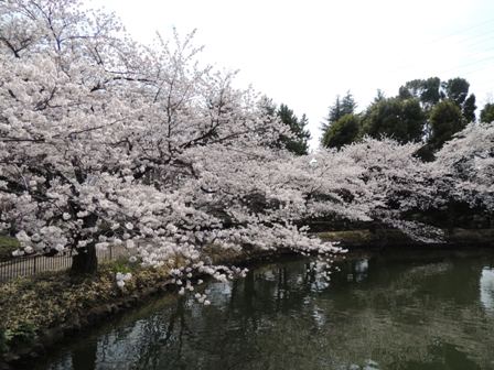 20140402sakura10.JPG