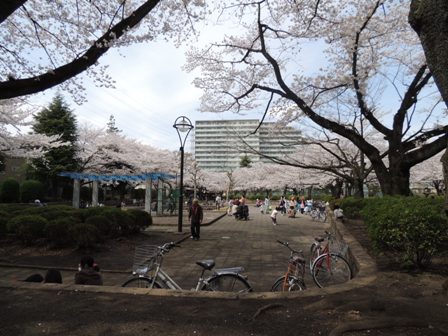 20140402sakura13.JPG