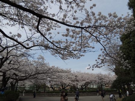 20140402sakura14.JPG