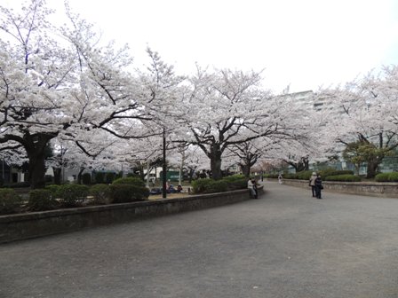 20140402sakura15.JPG