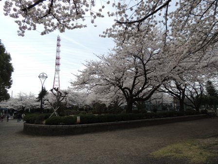 20140402sakura16.JPG