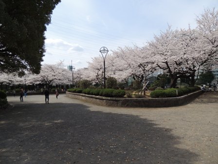 20140402sakura18.JPG