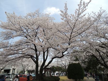 20140402sakura19.JPG