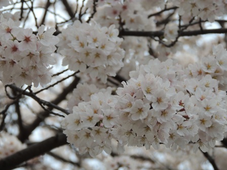 20140402sakura20.JPG