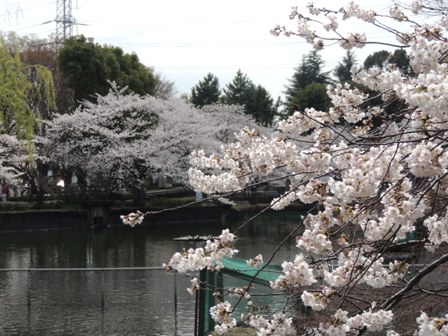 20140402sakura21.JPG