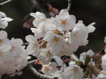 20140402sakura22.JPG