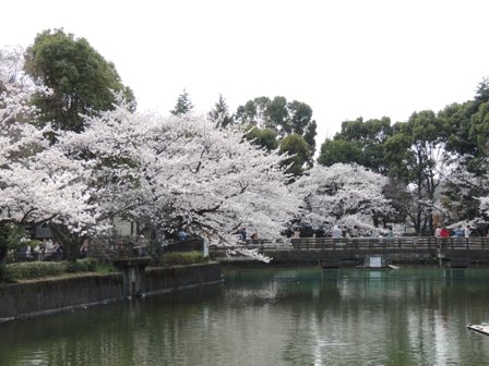 20140402sakura25.JPG