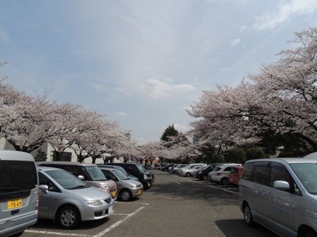 20140402sakura26.JPG