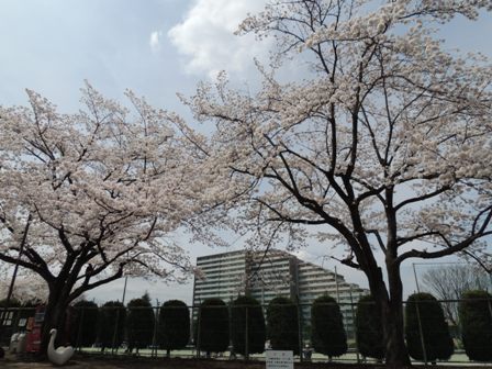 20140402sakura27.JPG