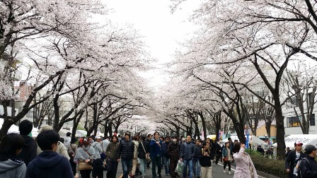 20140405sagamihara-sakura-fes17.JPG