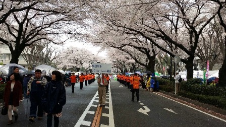 20140405sagamihara-sakura-fes19.JPG