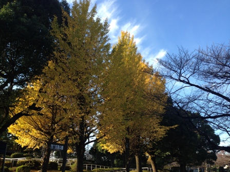 20151129鹿沼公園-015.JPG