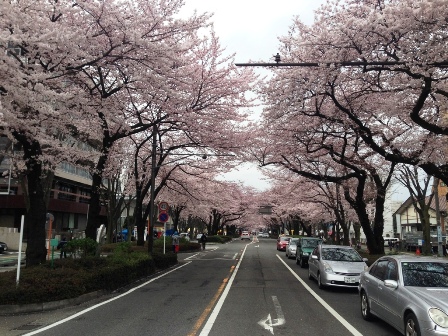 20160402-sakura0130.JPG