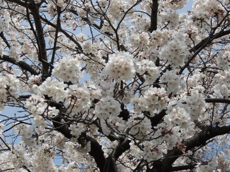 20170316-sakura-02.JPG