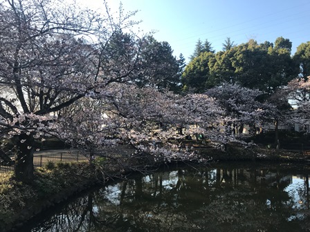 20180325-sakura-02.JPG