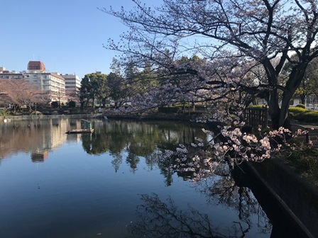 20180325-sakura-03.JPG