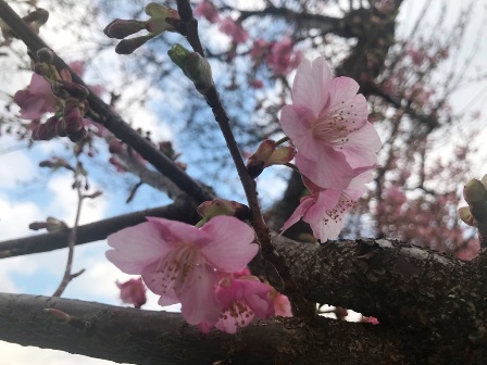 20190220-sakura-01.JPG